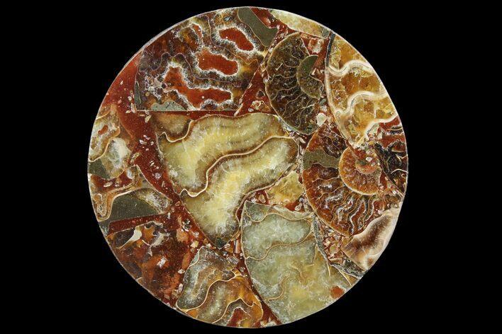 Composite Plate Of Agatized Ammonite Fossils #107209